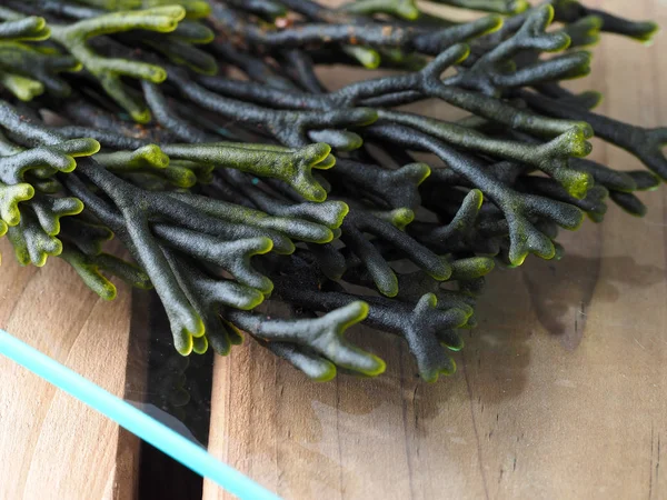 Codium Оксамитом Ріг Spongeweed Edible Зелений Морські Водорості Сім Codiaceae — стокове фото