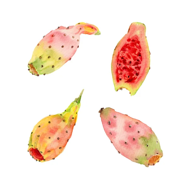 Conjunto de ilustración acuarela dibujada a mano de fruta opuntia ficus indica o pera espinosa o atún. Pastel coloreado de cuatro higueras indias, rebanadas enteras y cortadas a la mitad. Aislado sobre blanco — Foto de Stock