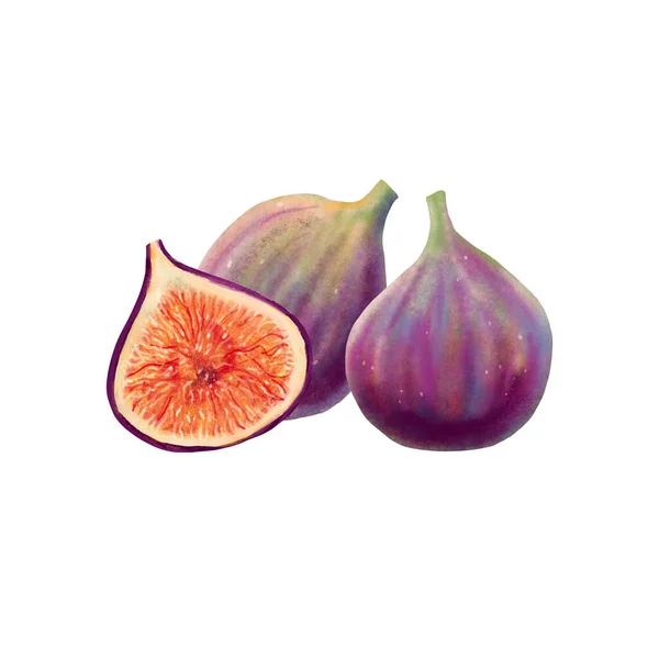 Ripe fresh figs group in digital watercolor. Hand drawn illustration isolated on white background. Whole and half cut fruits arrangement of three pieces. For food packaging and menu design — Stock Photo, Image