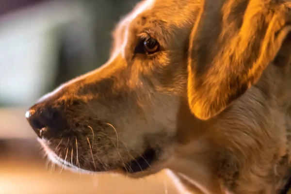 Turuncu bir sokak köpeğine tam kare bir portre çekimi - bir ni