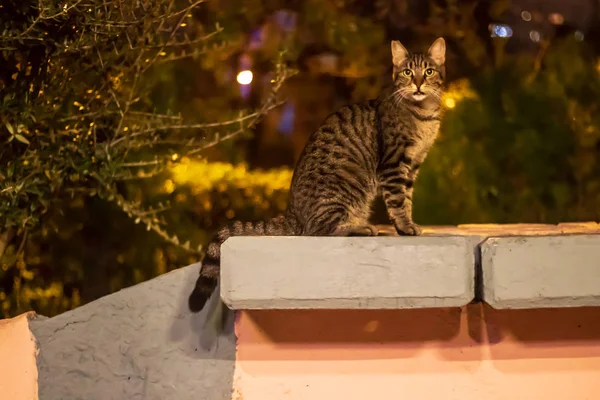 Μια ευγενής αδέσποτη γάτα κάθεται στον τοίχο - αυτή η νυχτερινή λήψη πήρε — Φωτογραφία Αρχείου