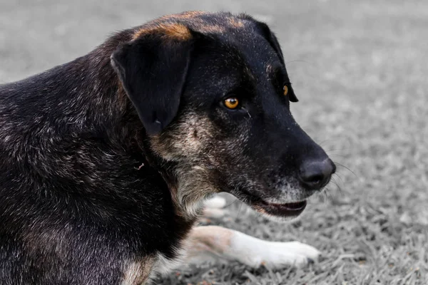 Bulanık göğüslü, yakışıklı, siyah sokak köpeğinin portresi.