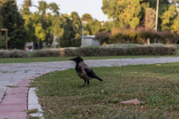 Un corvo nero che sta su terra a un parco - i colori hanno ottenuto il cont alto — Foto Stock