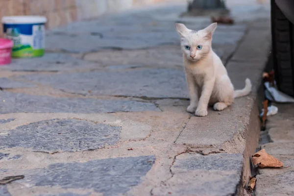 Velmi roztomilá malá bílá kočička stojící bokem a dívající — Stock fotografie