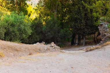 Bir orman girişine güzel bir atış. Yolun sonunda.