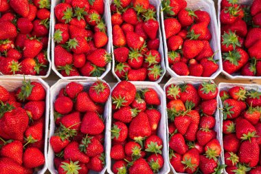 Yerel halk Rothenburg 'da satılık taze çilek topladı. 