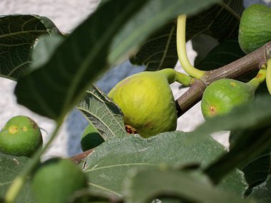 Bir incir ağacının dalını incir meyve