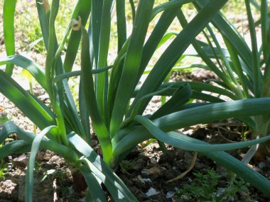 Yeşil organik soğan bitkileri alanında büyüme 