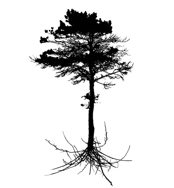 Sistem akar pohon - Stok Vektor