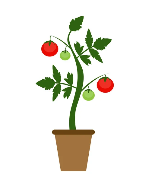 Fondo del jardín Vector Ilustración. Cultivando Bush de Tomates — Vector de stock