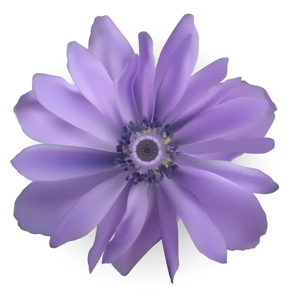 Purple Anemone bloem. Realistische vectorillustratie — Stockvector