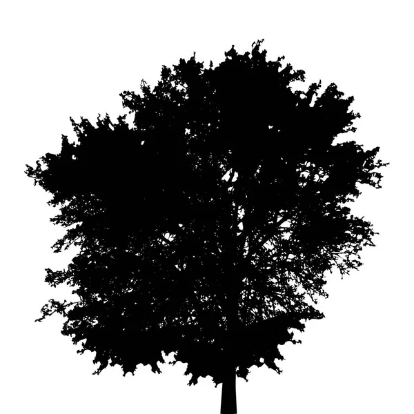 Silueta Blanca y Negra de Árbol Deciduo, cuyas ramas dev — Vector de stock