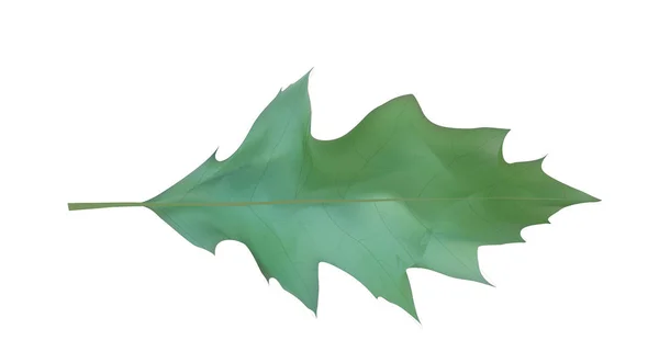 Kleurrijke naturalistische Oak leaf. Vectorillustratie. — Stockvector