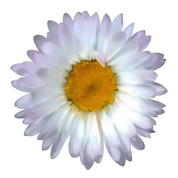 Πολύχρωμο νατουραλιστικό όμορφη χαμομήλι σε λευκό φόντο. V — Διανυσματικό Αρχείο