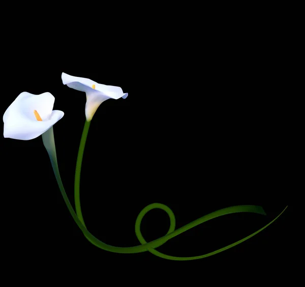 Résumé Fond Floral avec Fleur de Calla. Illustration vectorielle — Image vectorielle