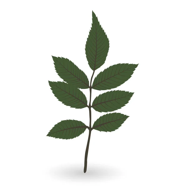 Feuilles d’un vert naturaliste coloré sur branche. Illustration vectorielle. — Image vectorielle