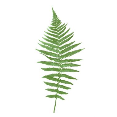 Fern doğal resmi. Vektör çizim.