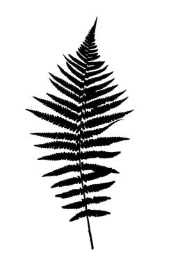 Eğreltiotu Yaprak Vektörü Arkaplan Çizimi