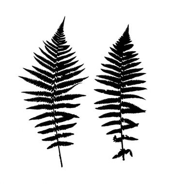 Eğreltiotu Yaprak Vektörü Arkaplan Çizimi