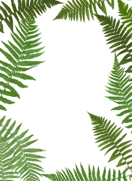 Fern Leaf vettoriale sfondo illustrazione — Vettoriale Stock