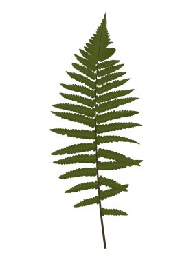 Fern yaprak siluet vektör arka plan illüstrasyon