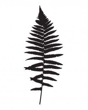Fern yaprak siluet vektör arka plan illüstrasyon