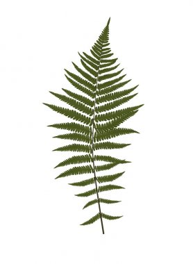 Fern yaprak siluet vektör arka plan illüstrasyon