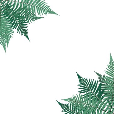 Eğreltiotu Yaprak Vektörü Arkaplan Çizimi