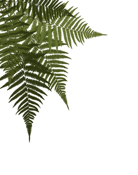 Fern Leaf vettoriale sfondo illustrazione — Vettoriale Stock