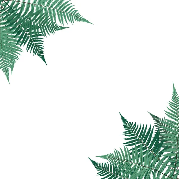 Eğreltiotu Yaprak Vektörü Arkaplan Çizimi