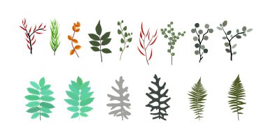 Tropikal öğeleri: Agonis, okaliptüs, Annona, Balata, Zamiokulk