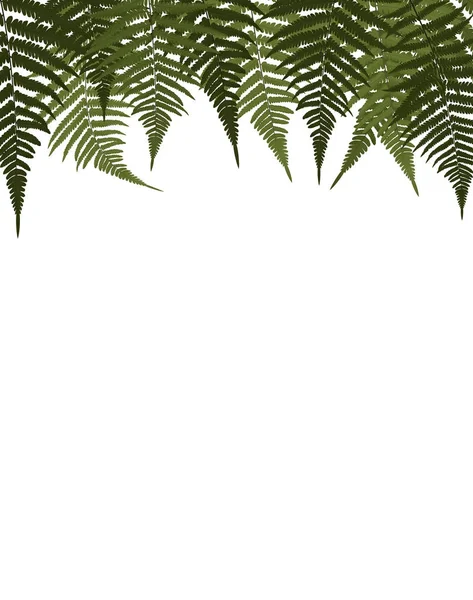 Fern Leaf Vector Background Ilustração —  Vetores de Stock