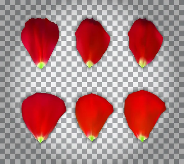 Set naturalistischer Rosenblätter auf transparentem Hintergrund. Vektorillustration. — Stockvektor