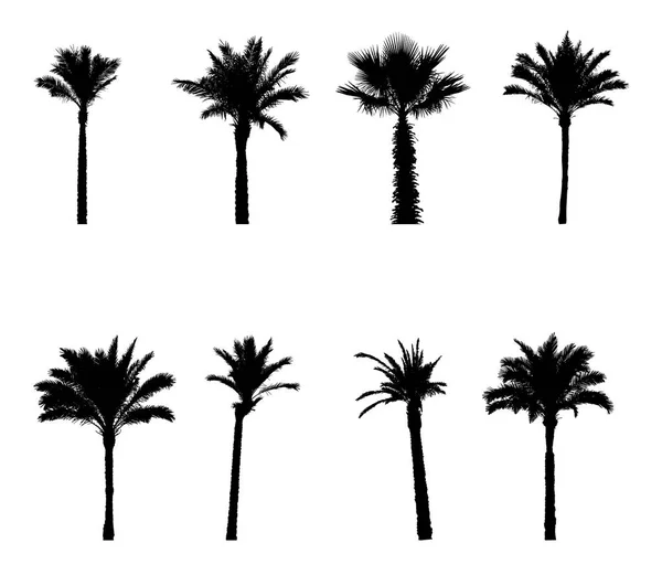 Schwarz-weiße Silhouetten chinesischer, südlicher Palmen. Vektorillustration. — Stockvektor