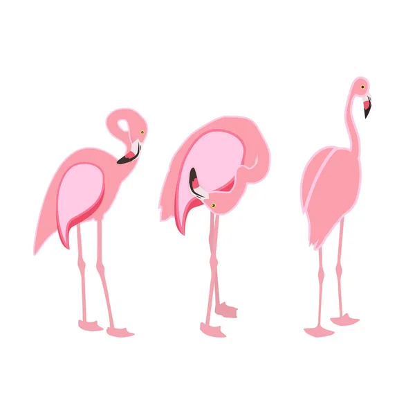 Colorful pink flamingo isolated on white background. Vector Illu — Stock Vector