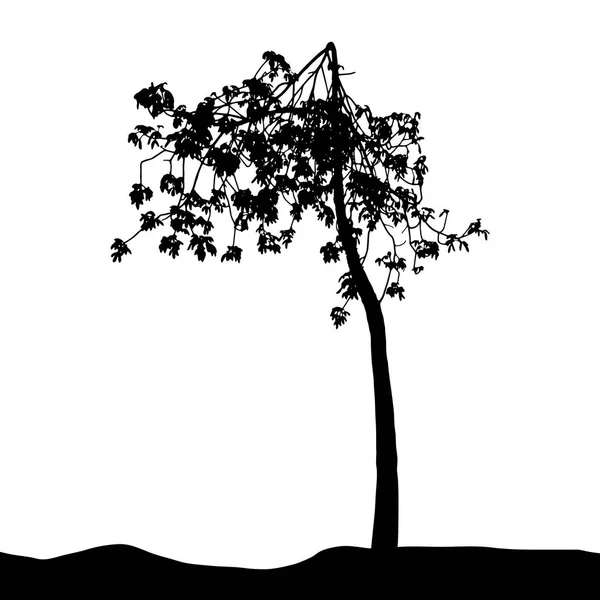 Silhueta de árvore isolada em White Backgorund. Vecrtor Illustrati —  Vetores de Stock