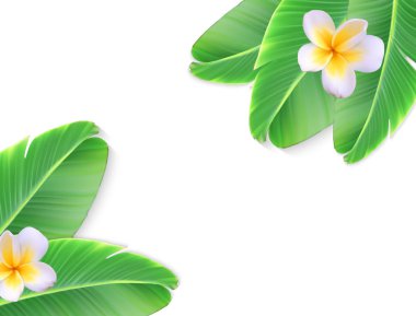 Doğal bir yaprak çiçek ile bir muz palmiye. Vektör Illustr