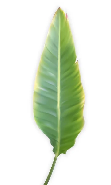 Hoja colorida naturalista de palma de plátano. Ilustración vectorial . — Vector de stock