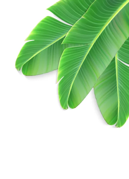 Naturalistische kleurrijke blad van banaan palm. Vectorillustratie. — Stockvector