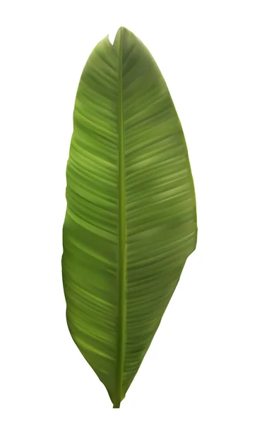Folha colorida naturalista de palmeira de banana. Ilustração vetorial . — Vetor de Stock