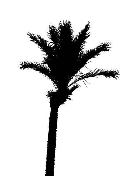 Isolierte Silhouette von Palmen auf weißem Hintergrund. Vektor il — Stockvektor