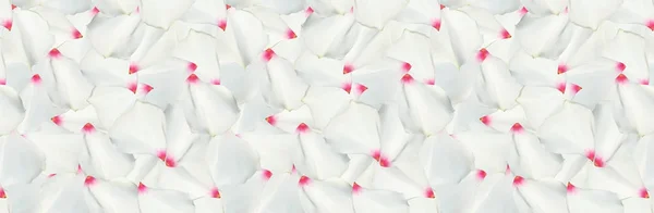Kolorowe Piękne naturalistyczny biały kwiat. Jednolity wzór. Ilustracja — Zdjęcie stockowe