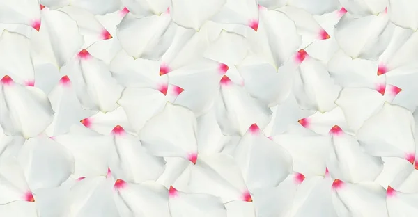 Kolorowe Piękne naturalistyczny biały kwiat. Ilustracja wektorowa. — Wektor stockowy
