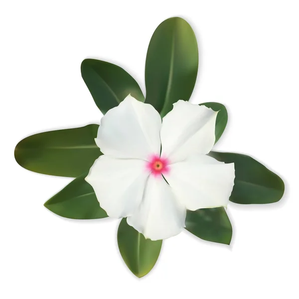 Aislado colorido hermosa flor blanca naturalista con licencia — Vector de stock