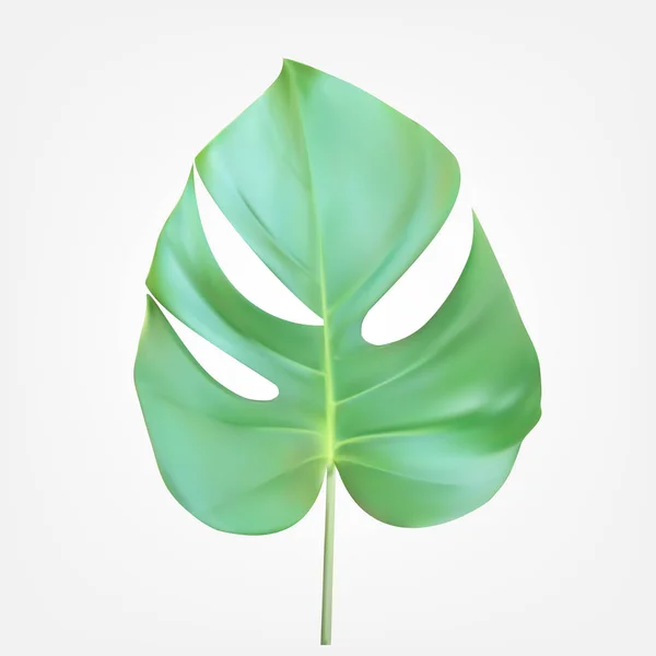 Színes naturalista zöld levelek ágon. Vektoros illusztráció. — Stock Vector