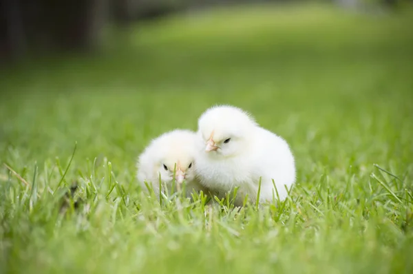 Deux poulets nouveau-nés dans le champ d'herbe — Photo