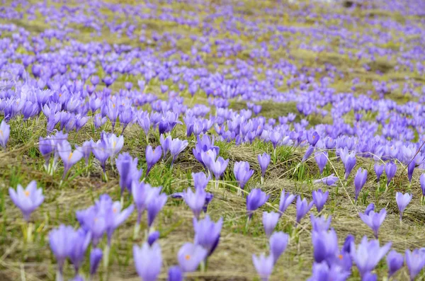Crocus tepelerinde