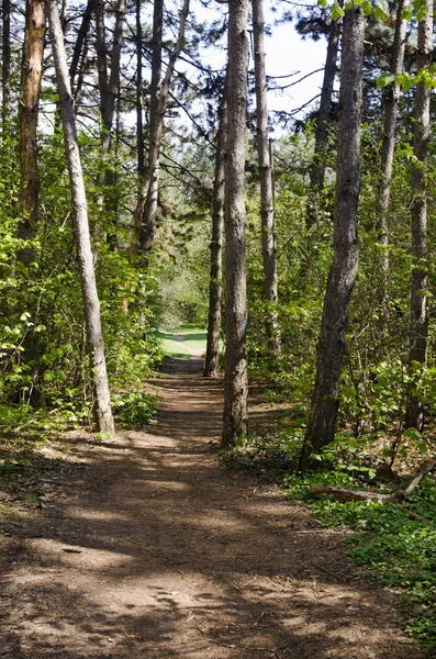 Lonely path in the forest — Stock Photo, Image