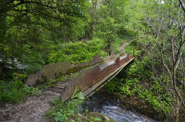 Lonely path in the forest — Stock Photo, Image