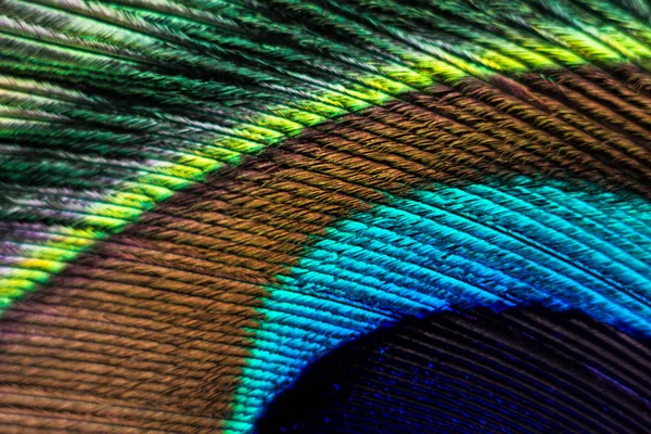 Peacock feather macro. Peacock feather close-up with clear lines and color transitions.